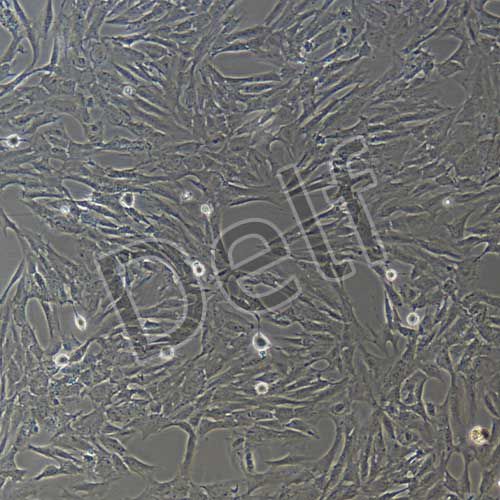 人原代髓核細(xì)胞