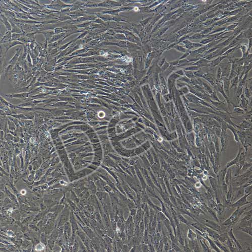 人髓核細胞永生化-sv40