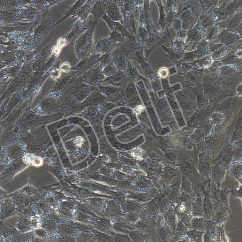 人髓核細胞永生化-sv40