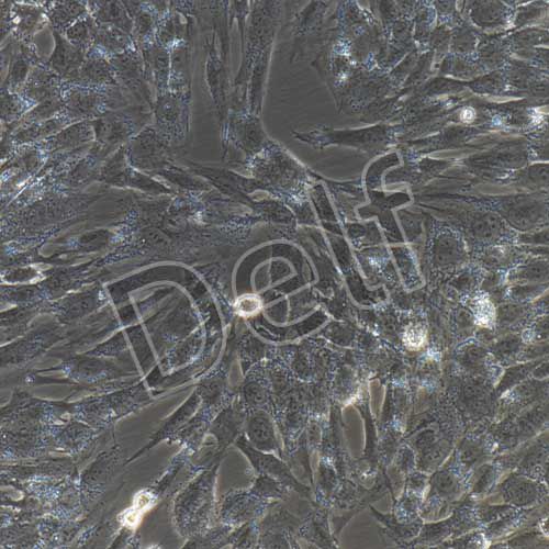 人髓核細胞永生化-sv40