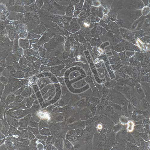 人原代胎盤絨毛膜滋養(yǎng)層細(xì)胞