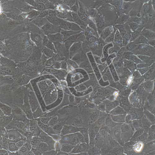 人原代胎盤絨毛膜滋養(yǎng)層細(xì)胞