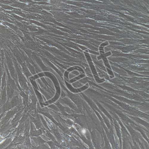 人原代胃成纖維細(xì)胞