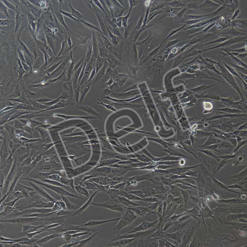 人原代小腸成纖維細胞