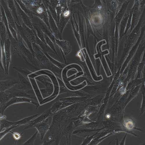 人原代小腸成纖維細胞