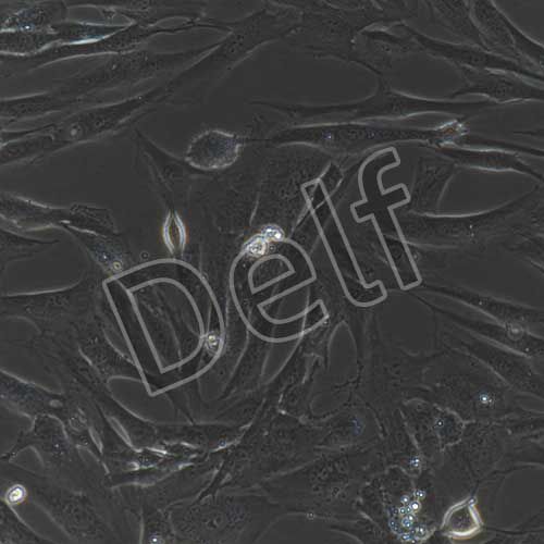 人原代小腸成纖維細胞