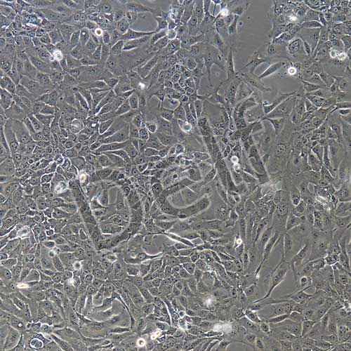 人原代小腸粘膜上皮細胞