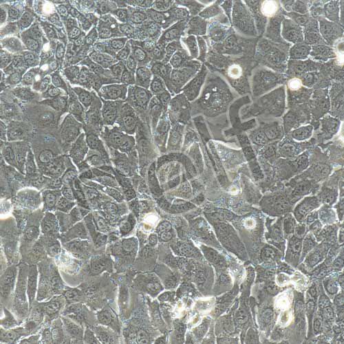 人原代小腸粘膜上皮細胞