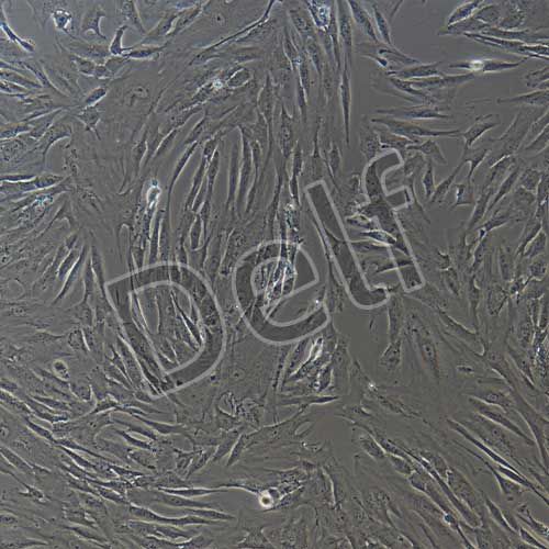 人原代星形膠質(zhì)細胞