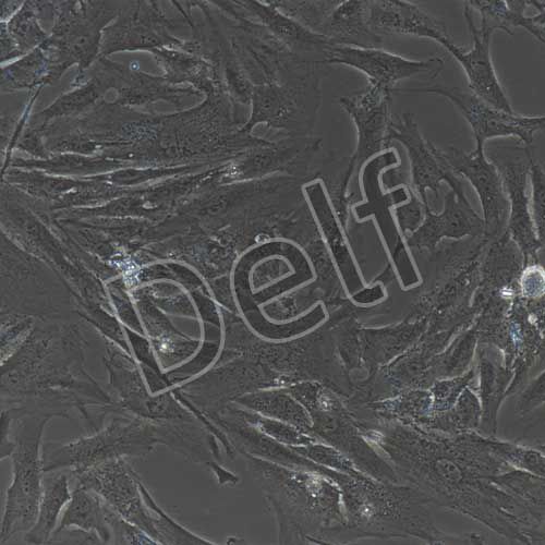 人原代星形膠質(zhì)細胞