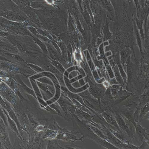 人原代星形膠質(zhì)細胞