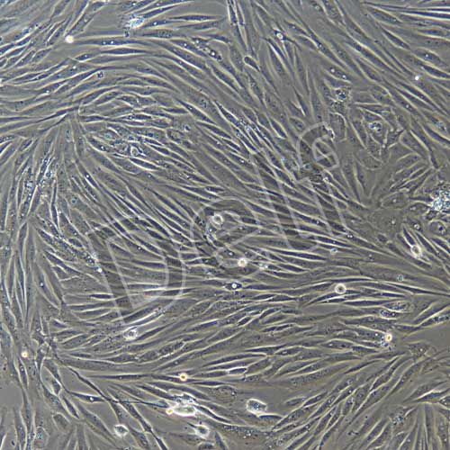 人原代雪旺細胞