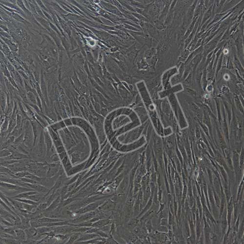 人原代牙齦成纖維細(xì)胞