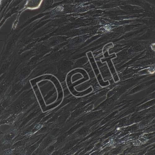 人原代牙齦成纖維細(xì)胞