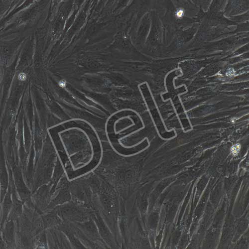 人原代牙齦成纖維細(xì)胞