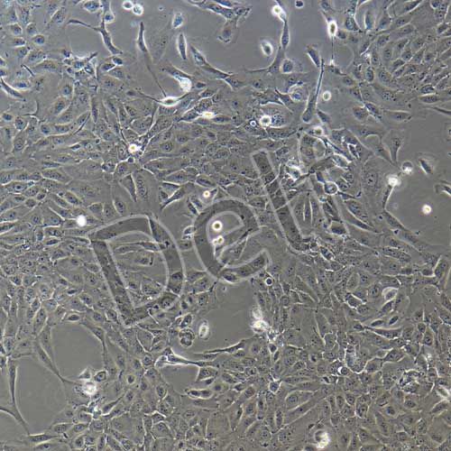 人原代牙齦上皮細(xì)胞
