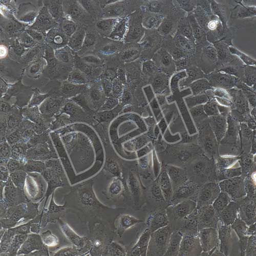 人原代牙齦上皮細(xì)胞