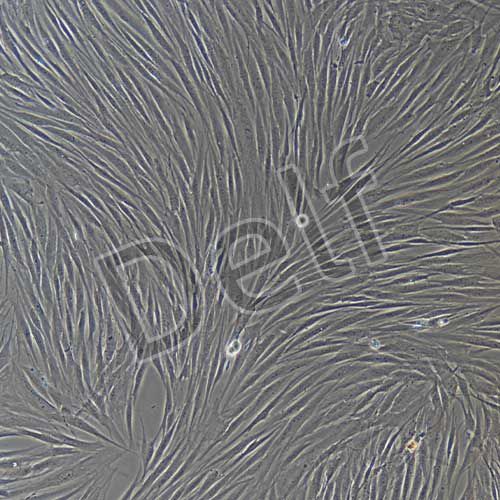 人原代牙周膜成纖維細胞