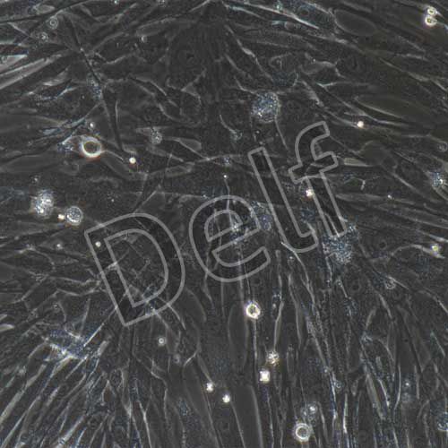 人原代牙周膜干細(xì)胞