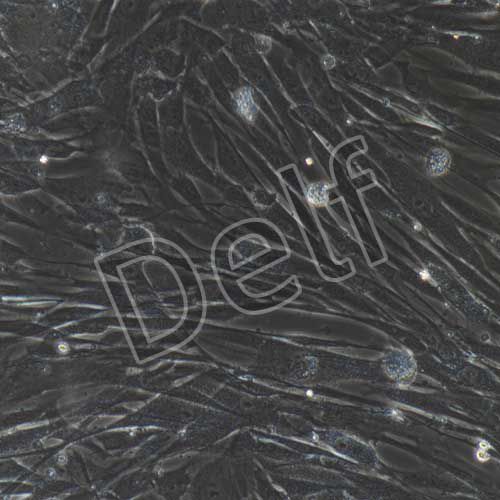 人原代牙周膜干細(xì)胞