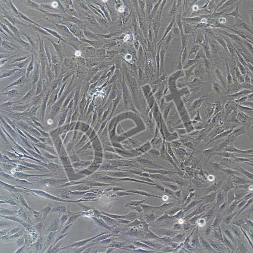 人原代眼眶成纖維細(xì)胞