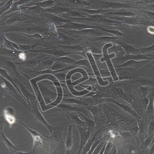 人原代眼眶成纖維細(xì)胞