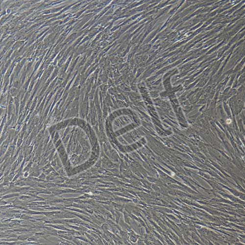 人原代羊膜間充質(zhì)干細胞