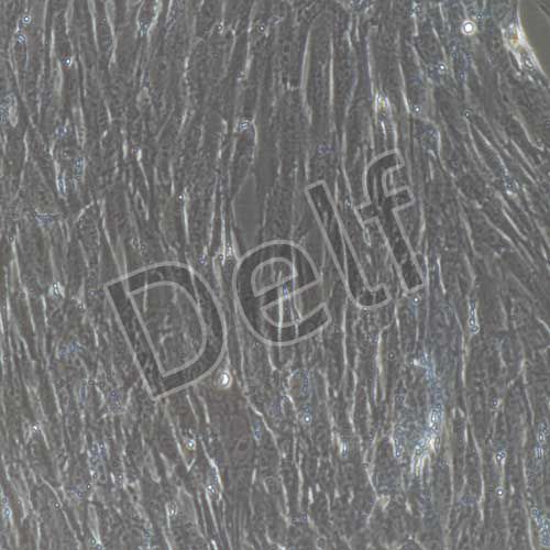 人原代羊膜間充質(zhì)干細胞