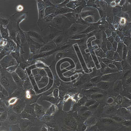 人原代羊膜上皮細(xì)胞