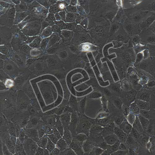 人原代羊膜上皮細(xì)胞