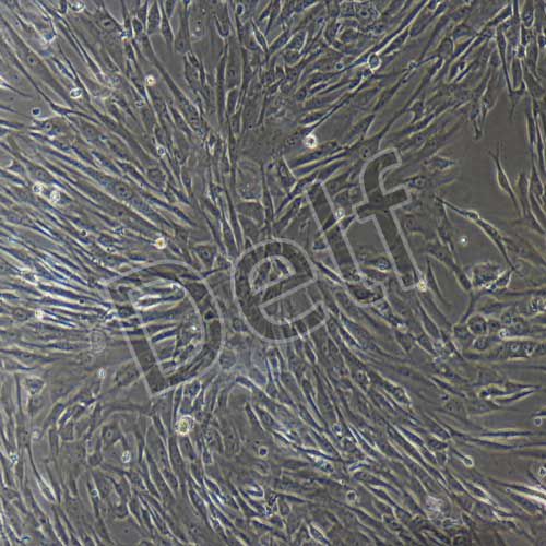 人原代羊水干細胞