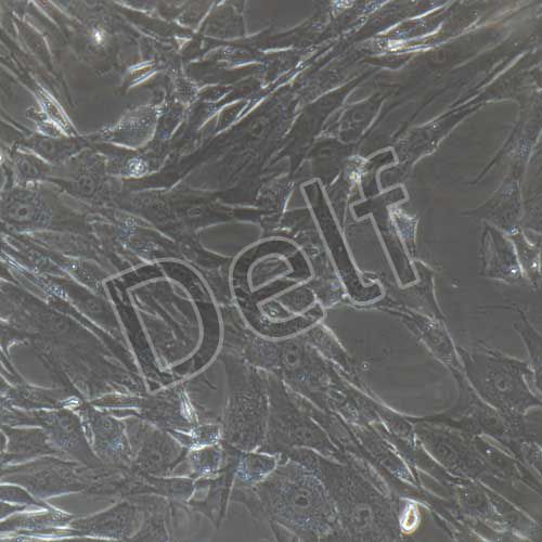 人原代羊水干細胞