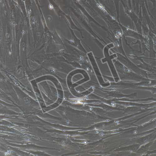 人原代胰腺星狀細(xì)胞