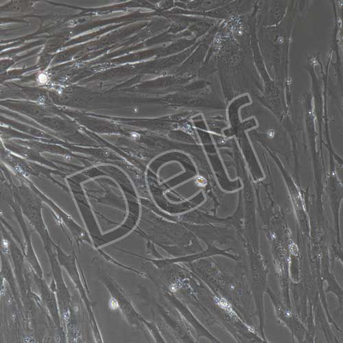 人原代胰腺星狀細(xì)胞