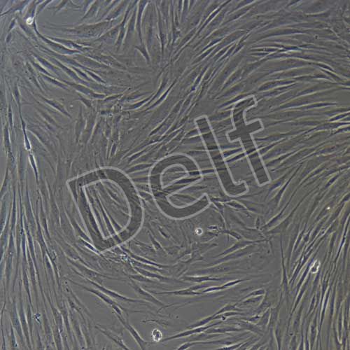 人原代增生性瘢痕成纖維細胞