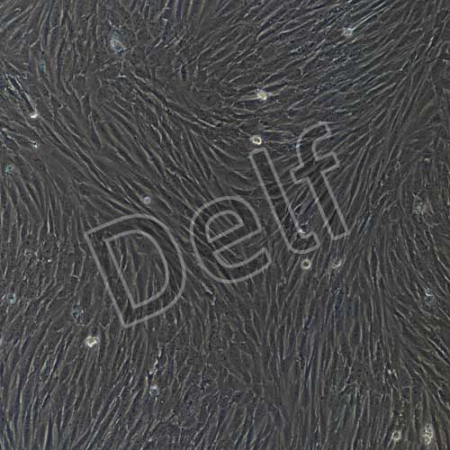 人原代真皮成纖維細(xì)胞