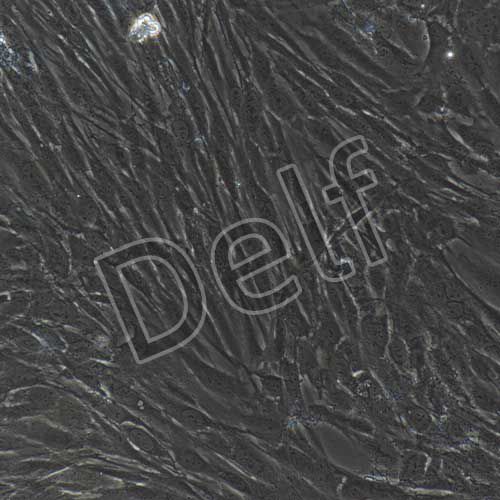 人原代真皮成纖維細(xì)胞