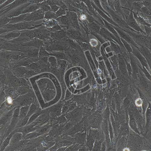 人原代真皮毛乳頭細胞