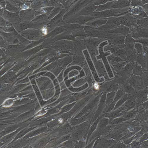 人原代真皮毛乳頭細胞