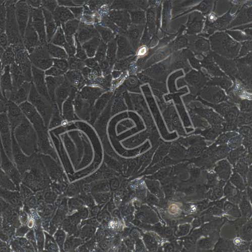 人原代支氣管上皮細(xì)胞