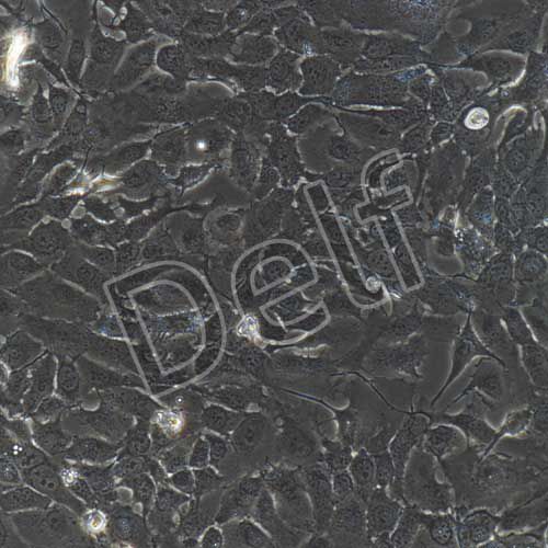 人原代支氣管上皮細(xì)胞