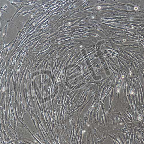 人原代脂肪干細胞