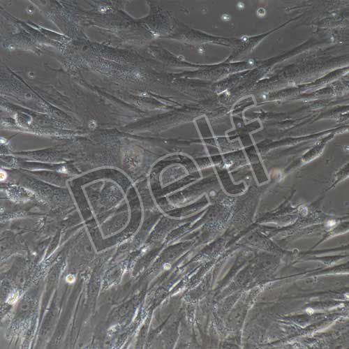 人原代脂肪干細胞