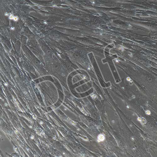 人原代脂肪干細胞