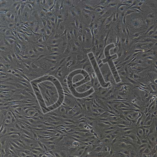 人原代主動(dòng)脈內(nèi)皮細(xì)胞