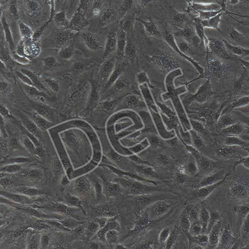 人原代主動(dòng)脈內(nèi)皮細(xì)胞