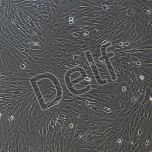 人原代主動(dòng)脈平滑肌細(xì)胞