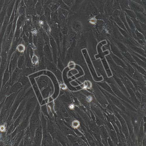 人原代主動(dòng)脈平滑肌細(xì)胞