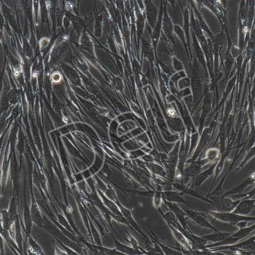 人子宮內膜上皮細胞永生化-sv40