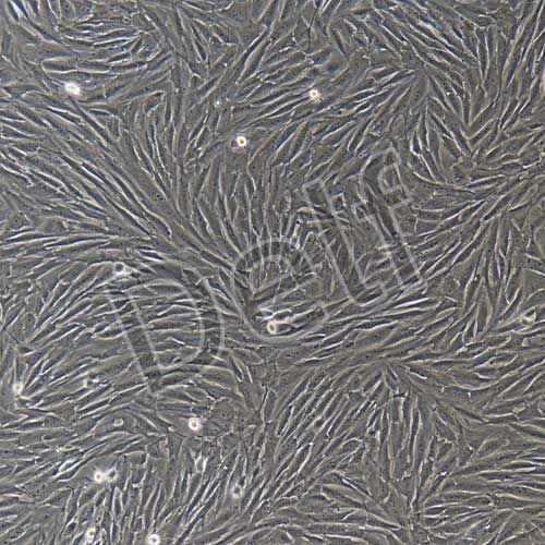 兔原代成骨細(xì)胞